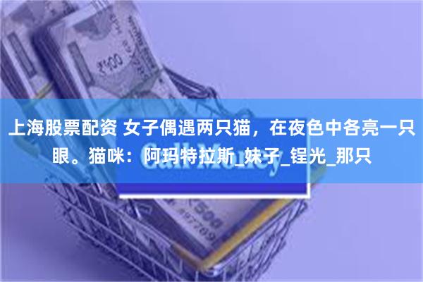上海股票配资 女子偶遇两只猫，在夜色中各亮一只眼。猫咪：阿玛特拉斯_妹子_锃光_那只